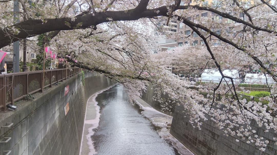 Meguro River