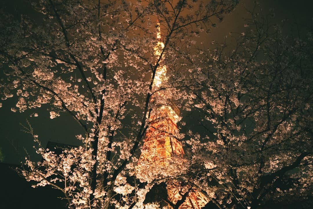 Modern Tokyo Skytree towers over illuminated cherry trees