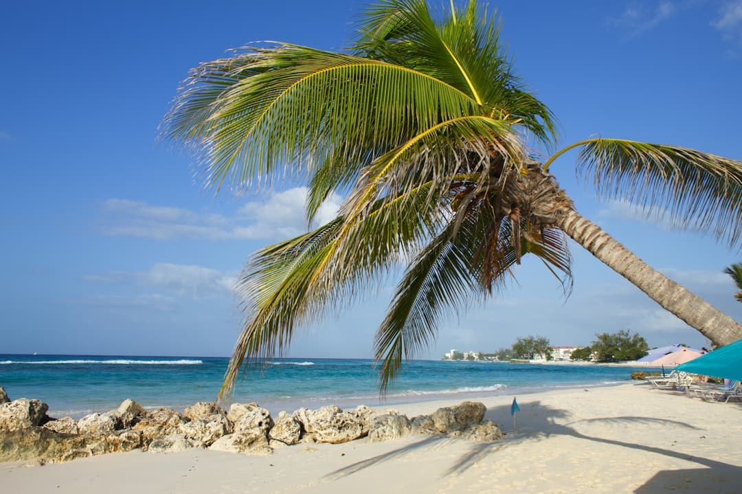 Palm tree leaning over a white sand beach. - Photo by Carla on Unsplash