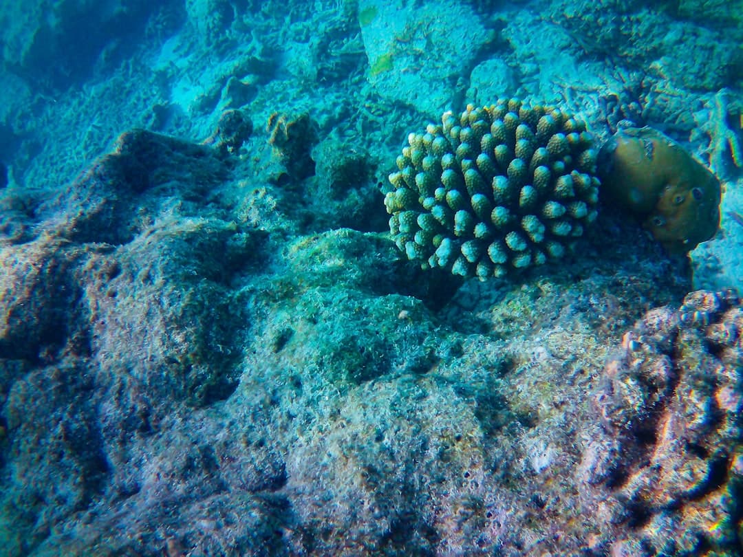 The house reef bursts with tropical fish just steps from the villa