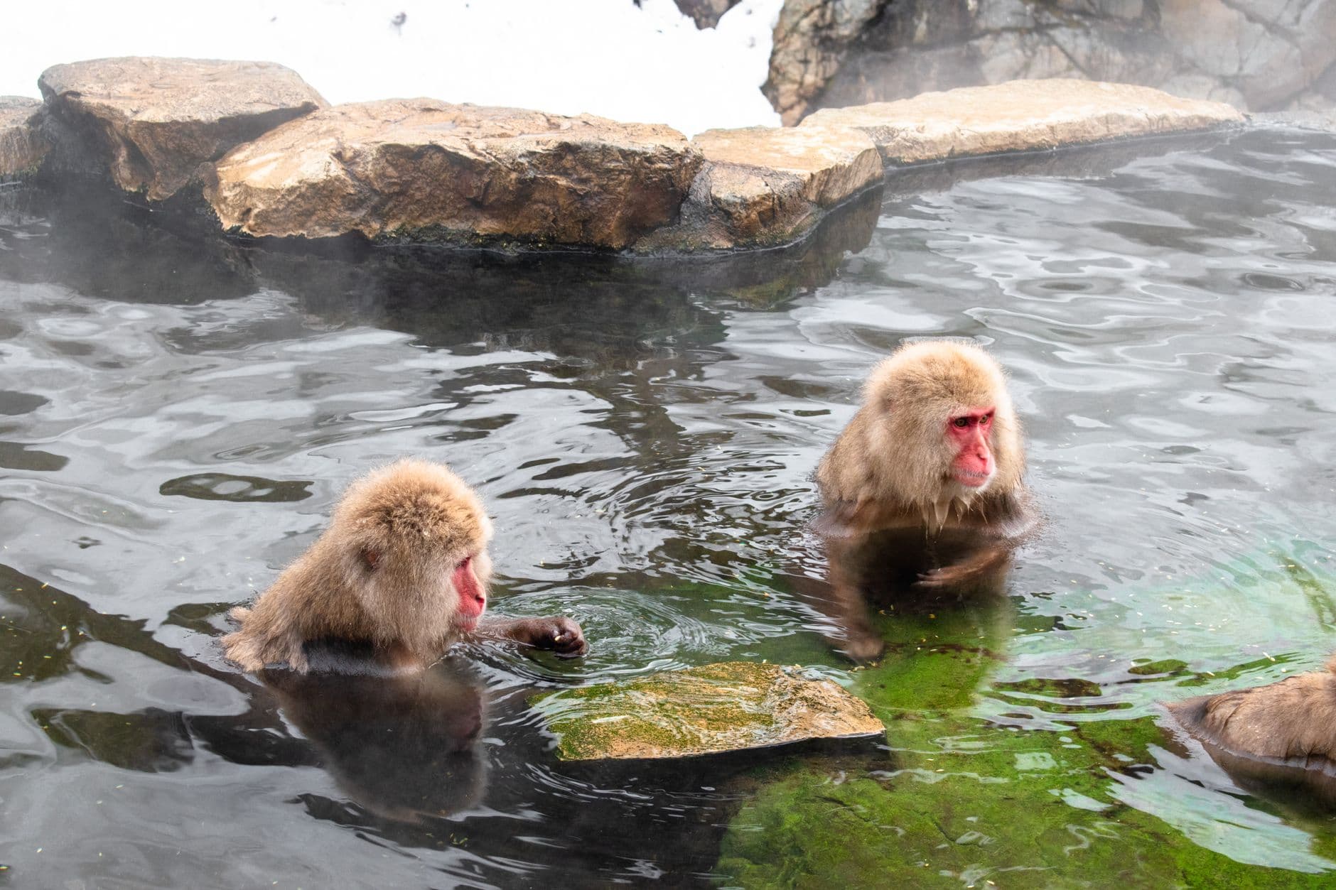 Two Japanese macaques (snow monkeys) bathing in a steaming natural hot spring surrounded by rocks and mineral-tinted water. - Photo by Salvador Chinchilla on Pexels