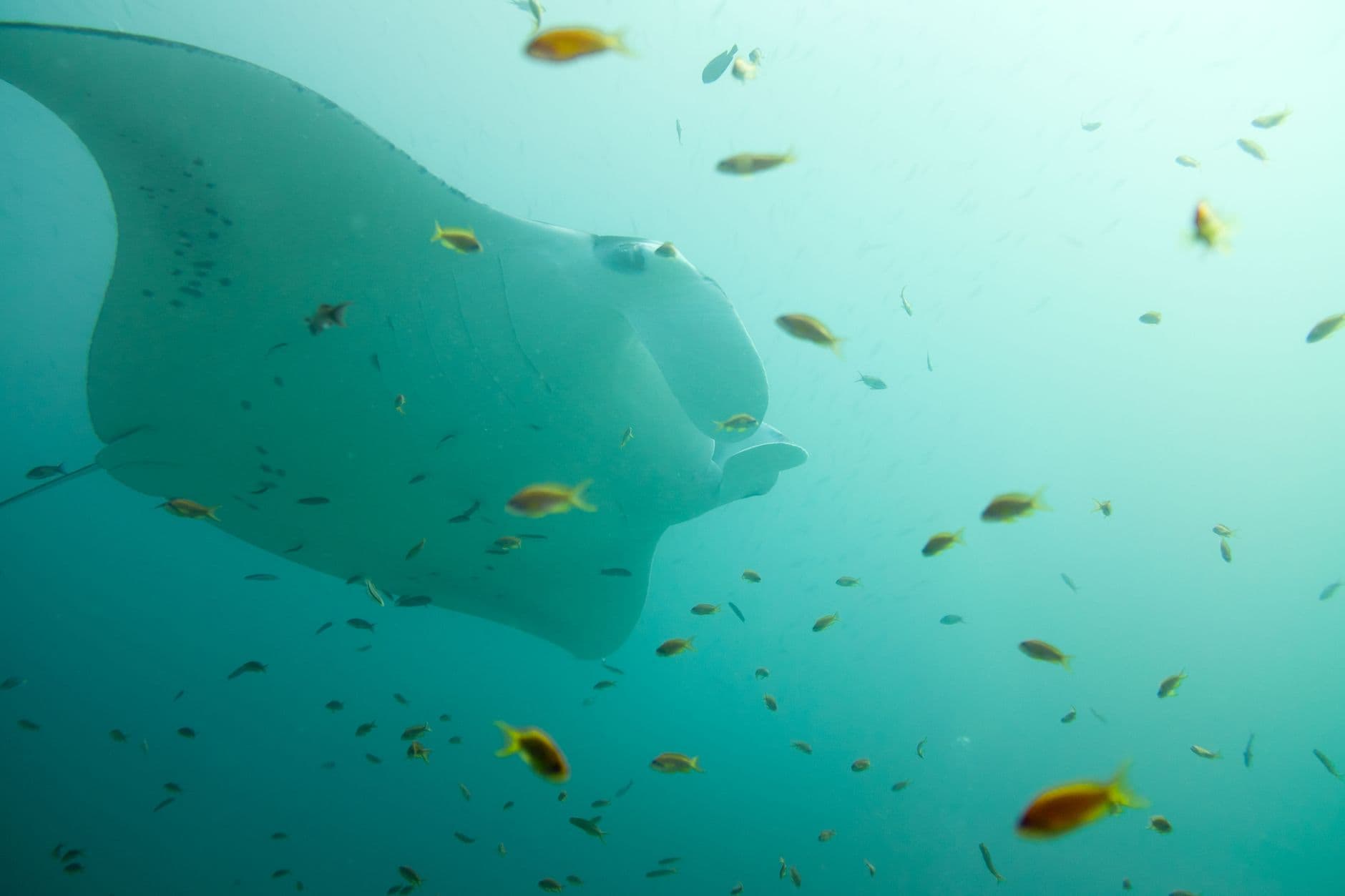 An underwater photograph of a large manta ray surrounded by smaller tropical fish in clear turquoise waters, shot from a snorkeler's or diver's perspective. - Photo by Fernando B M on Pexels