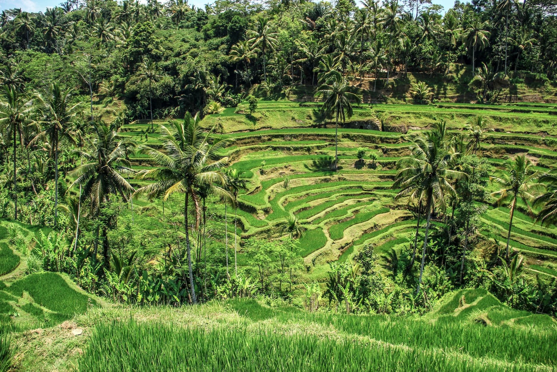 Aerial view of lush green rice terraces interspersed with coconut palms in a tropical valley landscape, showing the characteristic contoured agricultural patterns of Balinese rice farming. - Photo by Jess Ho on Pexels
