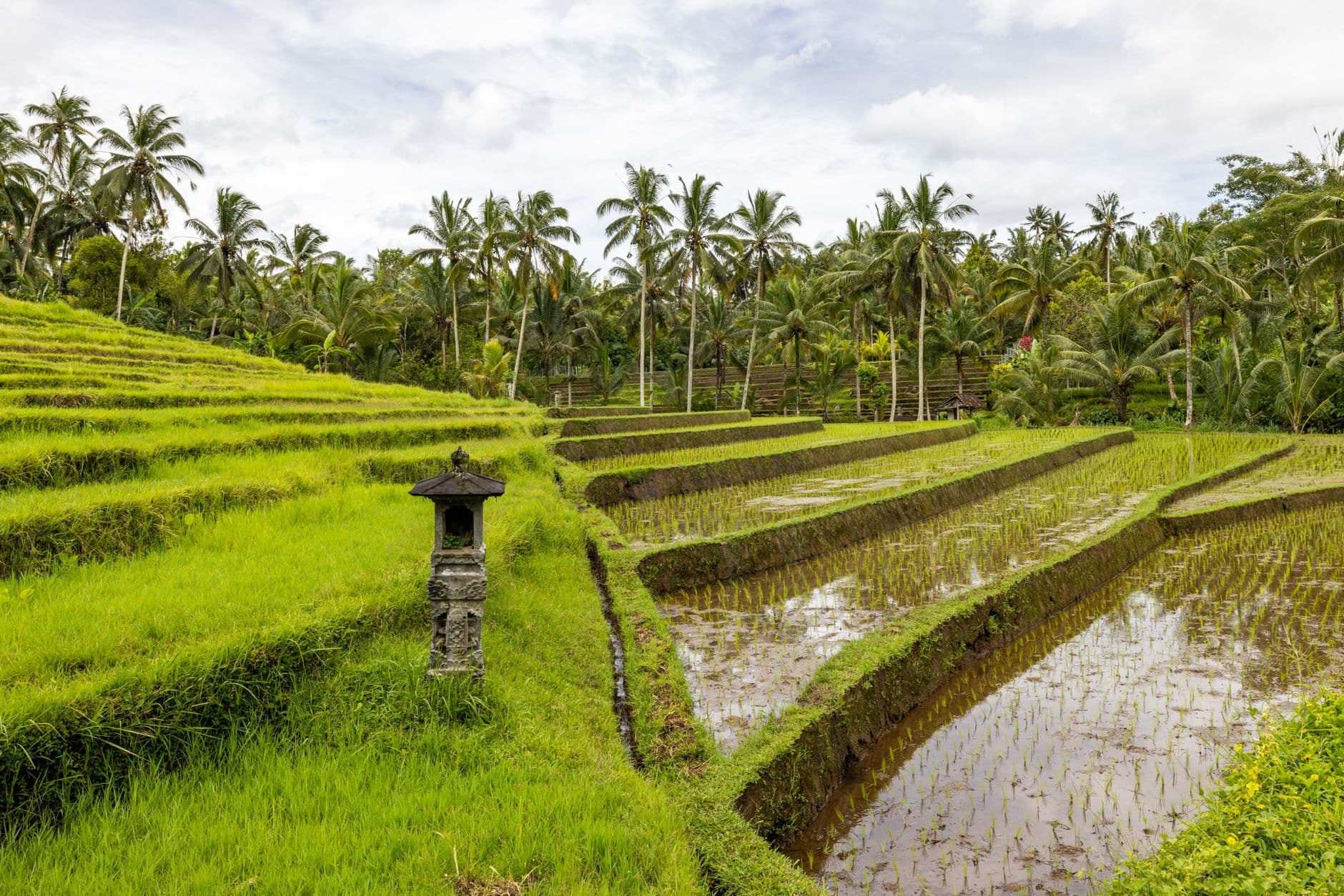 Terraced wet rice paddies in a verdant tropical setting with a stone lantern shrine marker in the foreground, coconut palms and other vegetation in the background, and a traditional Balinese structure visible across the fields. - Photo by Balazs Simon on Pexels