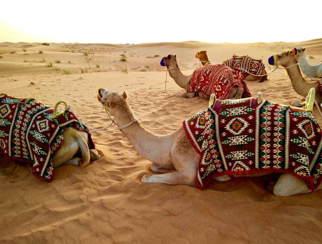 Dromedary camels resting on sand dunes, decorated with traditional geometric patterned blankets, readied for desert tourism excursions. - Photo by Fernando Jorge on Unsplash
