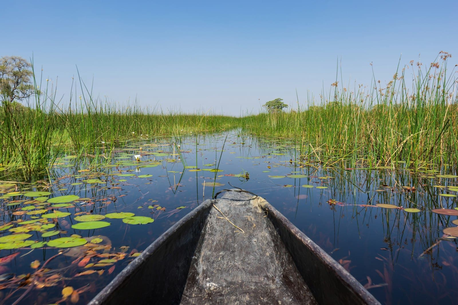 A first-person view from the bow of a traditional mokoro canoe navigating narrow waterways through dense papyrus and reed beds dotted with water lilies in the Okavango Delta. - Photo by Ajeet Panesar on Unsplash