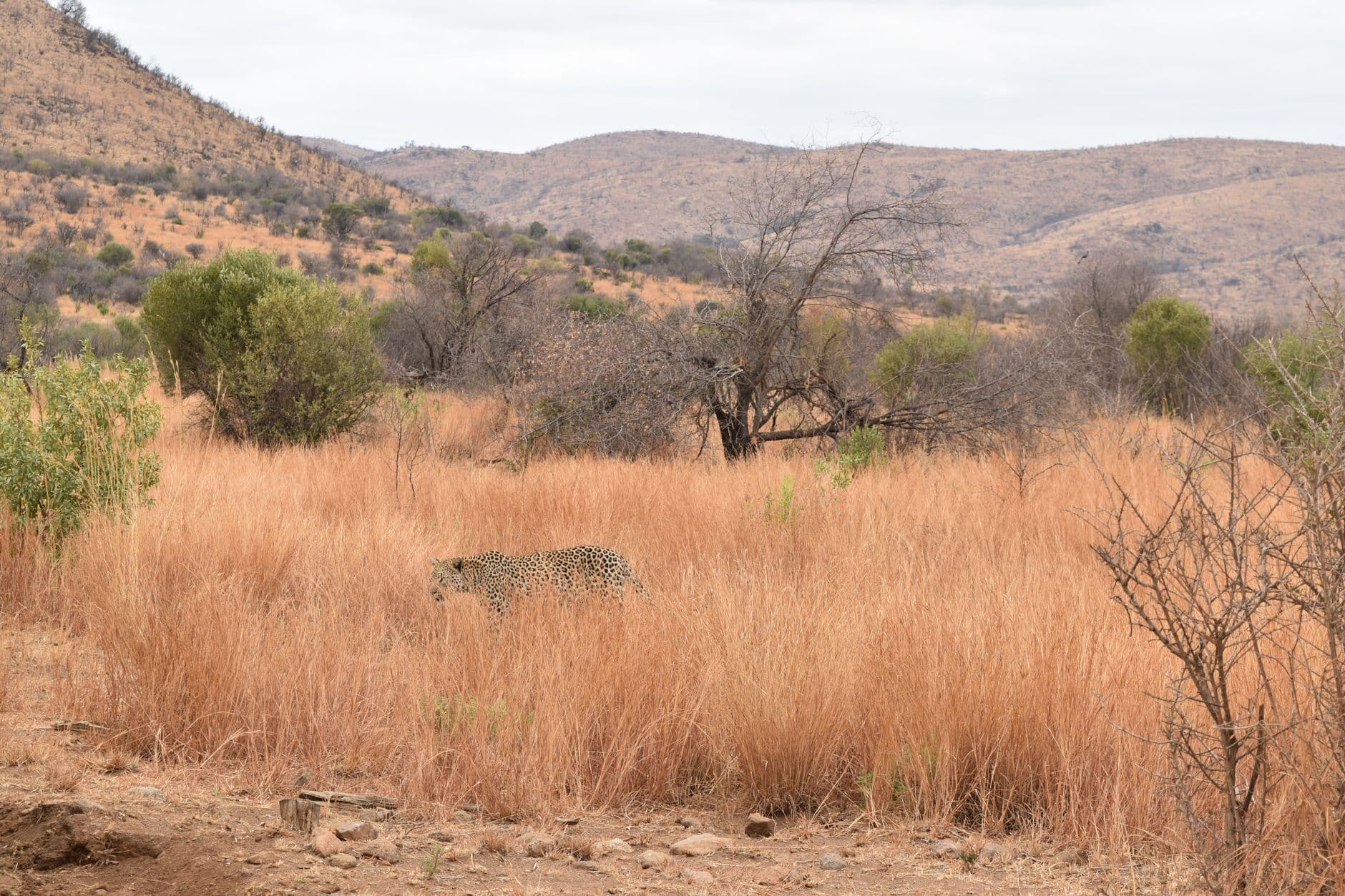 A leopard walking through dry golden grassland with scattered acacia trees and rocky hills in the background, typical of South African savanna habitat. - Photo by Lucie Burlet on Pexels