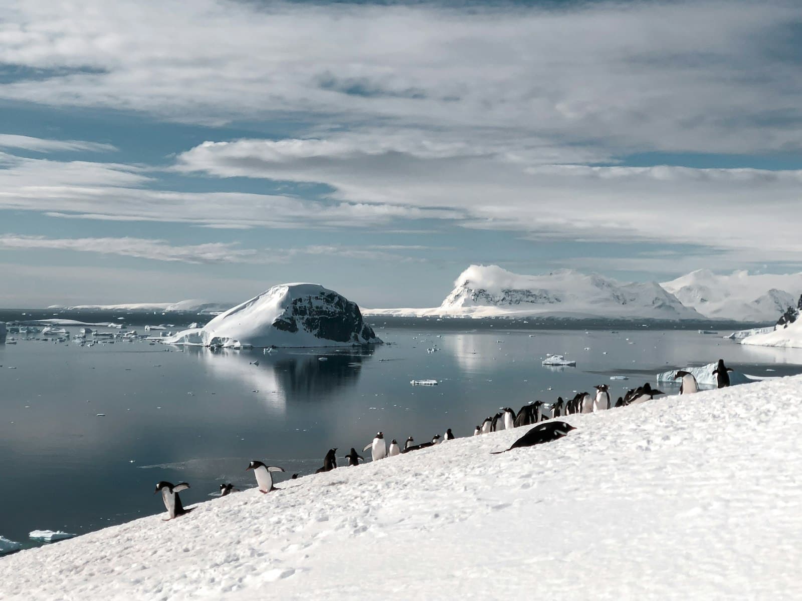 Adelie penguins gather on a snow-covered beach with icebergs and snow-capped mountains visible across a calm bay, exemplifying the Antarctic Peninsula landscape. - Photo by Deanna Wong on Unsplash