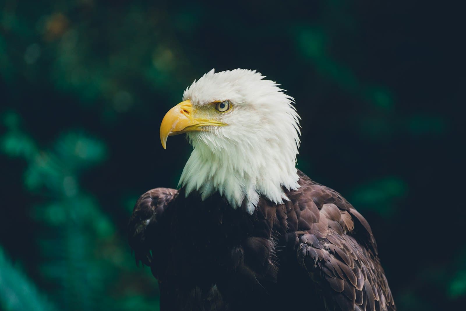 A bald eagle in profile against a blurred teal and green background, showing the distinctive white head and dark brown body of an adult North American bald eagle. - Photo by Cristofer Maximilian on Unsplash