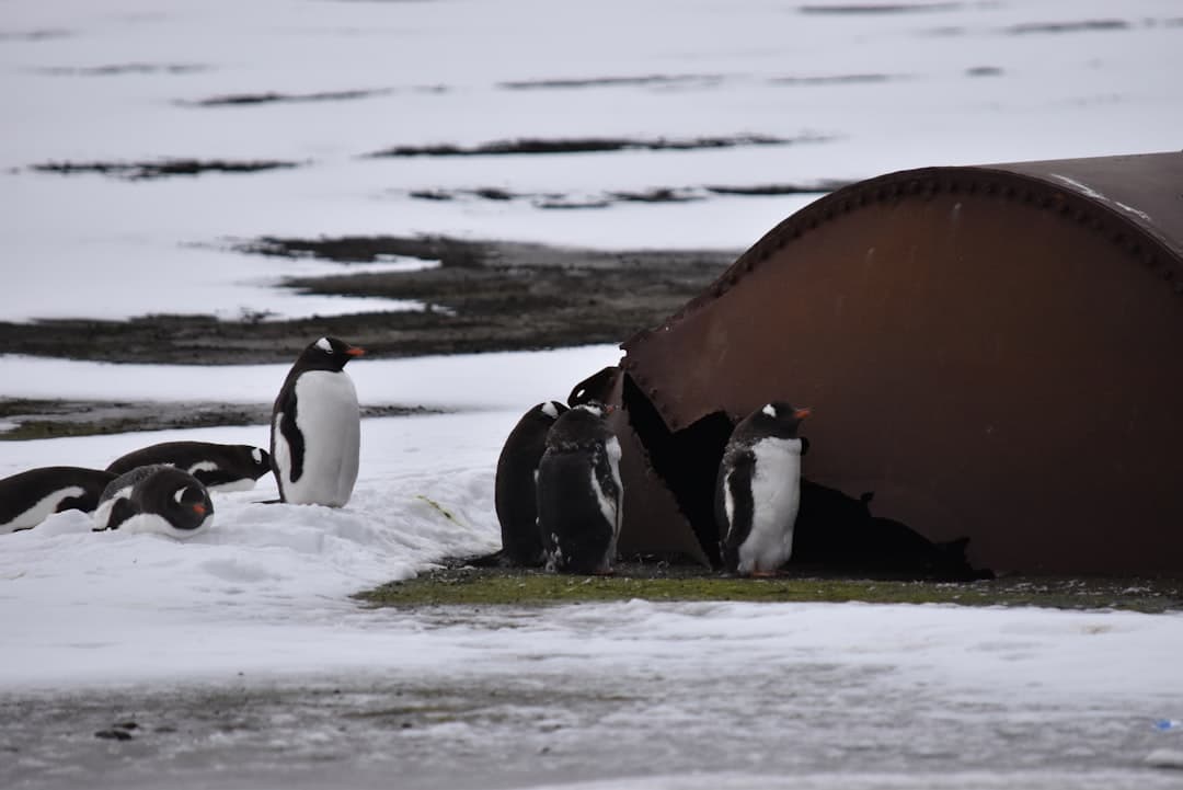 Gentoo penguins on a snowy beach with a wrecked ship hull in the background, featuring characteristic black and white plumage and tussock grass visible in the foreground. - Photo by Katja Bolza-Schünemann on Unsplash