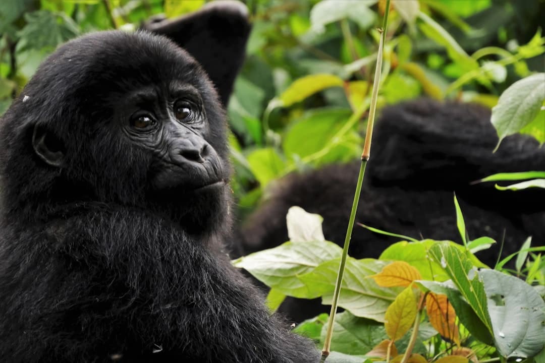 A young mountain gorilla in dense tropical forest vegetation, photographed at close range with attentive facial expression and lush green foliage surrounding it. - Photo by Max Christian on Unsplash