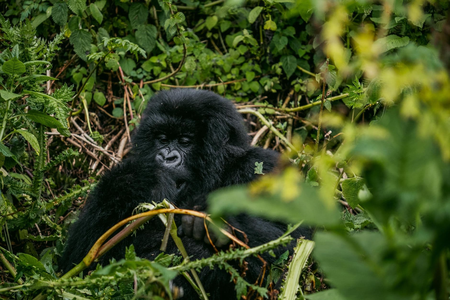 A young mountain gorilla nestled in dense forest vegetation, photographed at close range among ferns and branches in its natural habitat. - Photo by Mad Knoxx Deluxe on Pexels