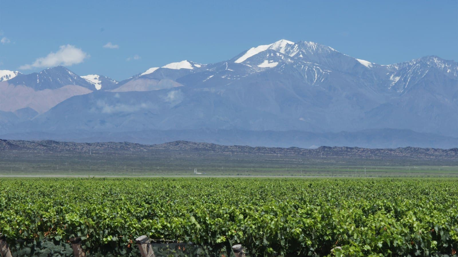 A vineyard in full leaf during growing season with the snow-capped Andes mountains, dominated by Aconcagua, rising in the background across an arid plain. - Photo by celso costa on Unsplash