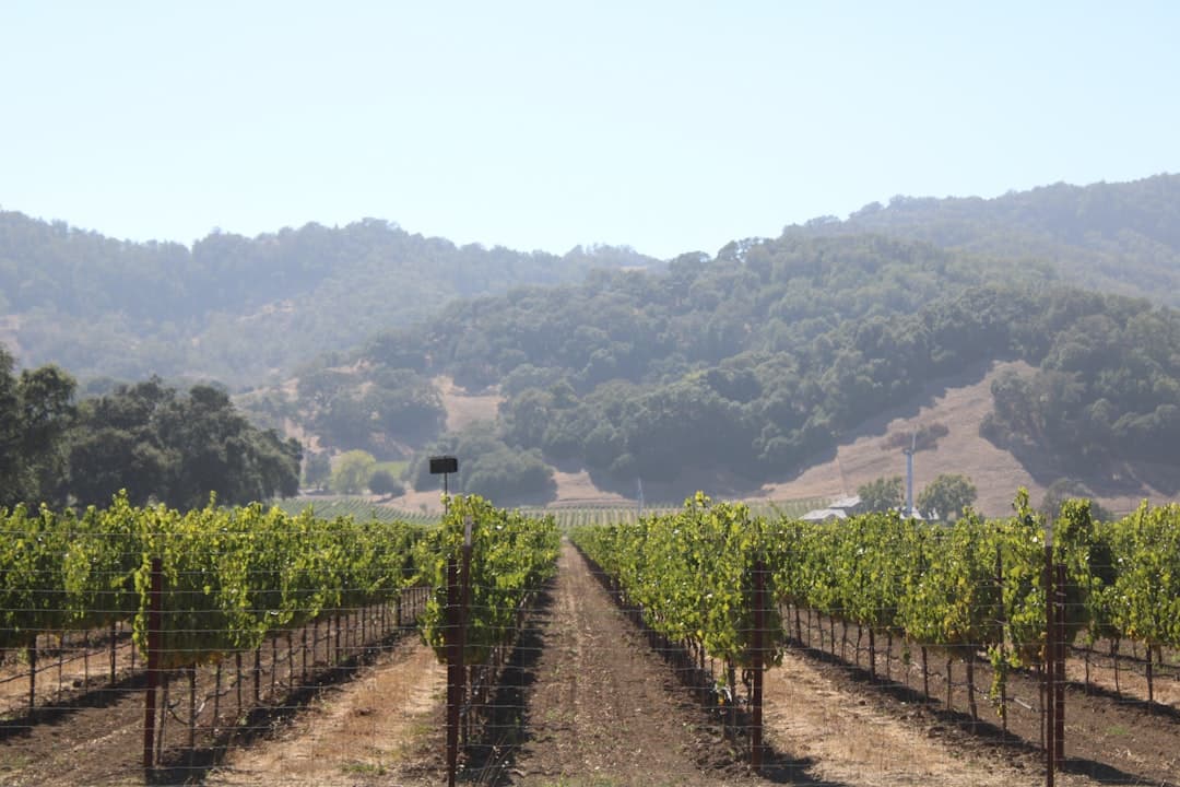 A manicured vineyard with metal wire trellising in the foreground stretches toward forested rolling hills in the background, depicting the wine country landscape characteristic of St. Helena, California. - Photo by Rachel Del Rosso on Unsplash