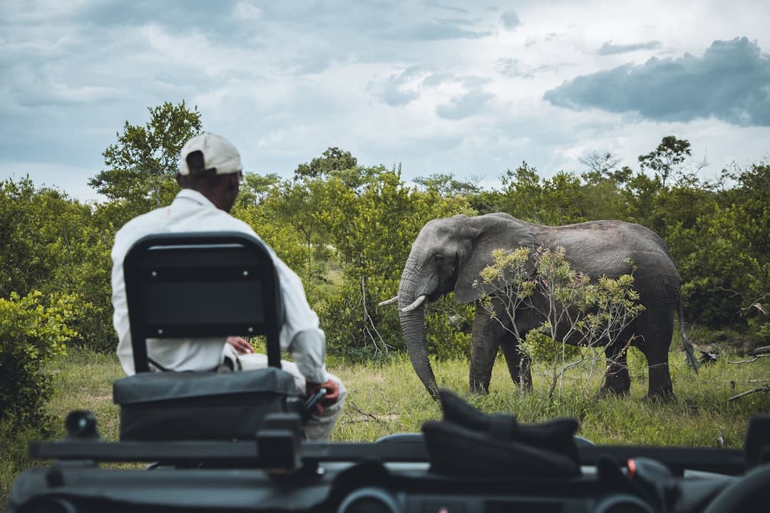 A safari guide or tourist in a vehicle observes an African elephant feeding on vegetation in open savanna bush country. - Photo by Sebastian Canaves on Unsplash