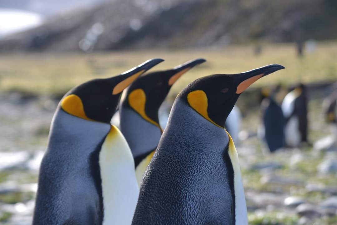 Three King penguins in sharp focus stand upright on rocky ground with a colony of penguins and glaciated mountains visible in the background. - Photo by Angie Corbett-Kuiper on Unsplash