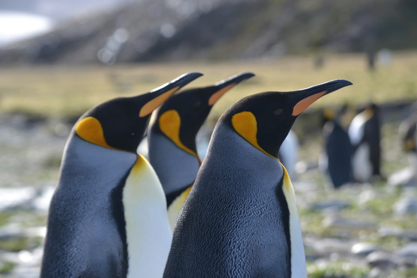 A close-up photograph of King penguins on a rocky beach with a glaciated landscape in the background, showing three penguins in sharp focus with others visible behind them. - Photo by Angie Corbett-Kuiper on Unsplash