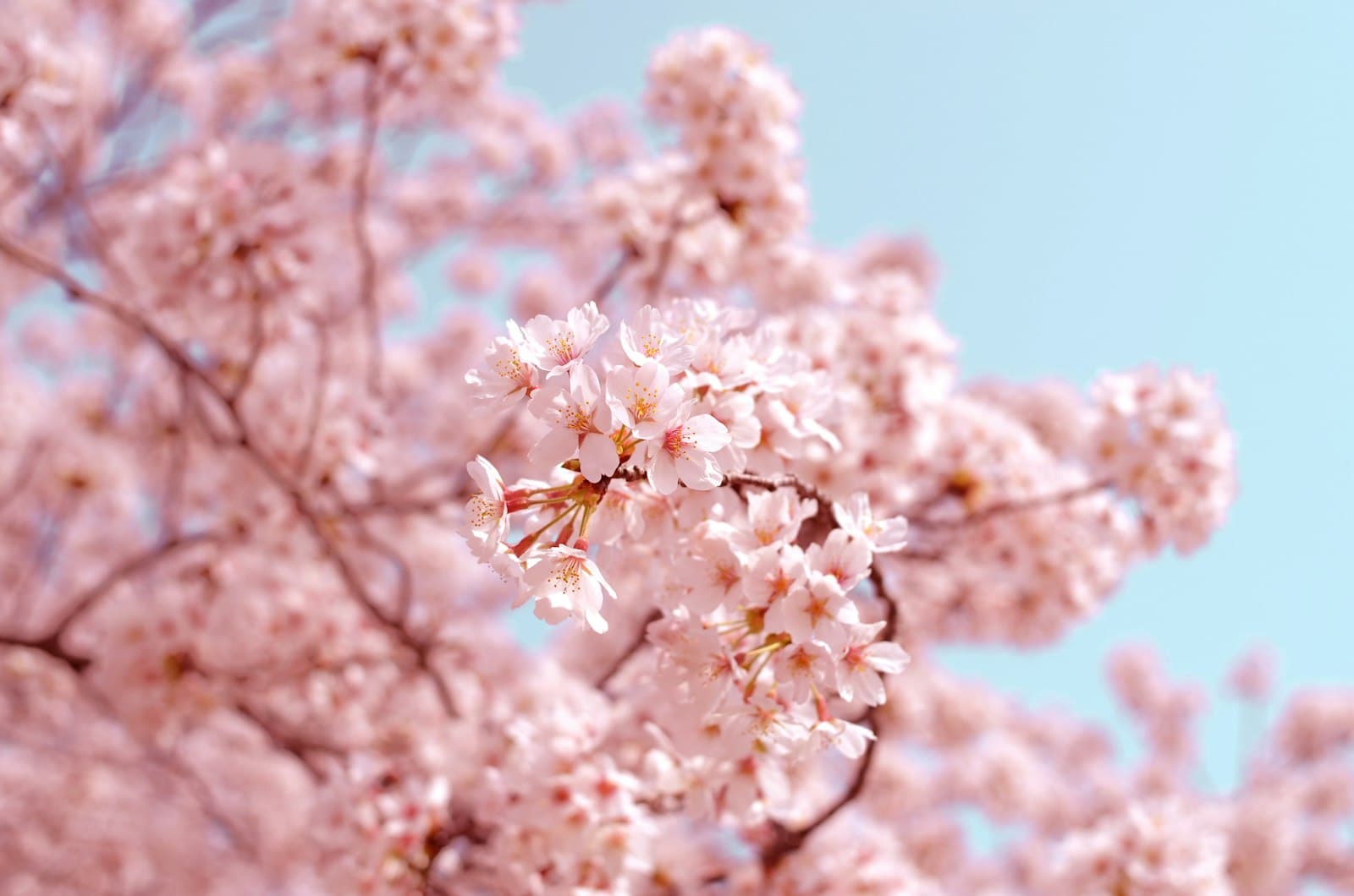 Close-up photograph of pale pink cherry blossoms (sakura) in full bloom against a clear blue sky. - Photo by AJ on Unsplash