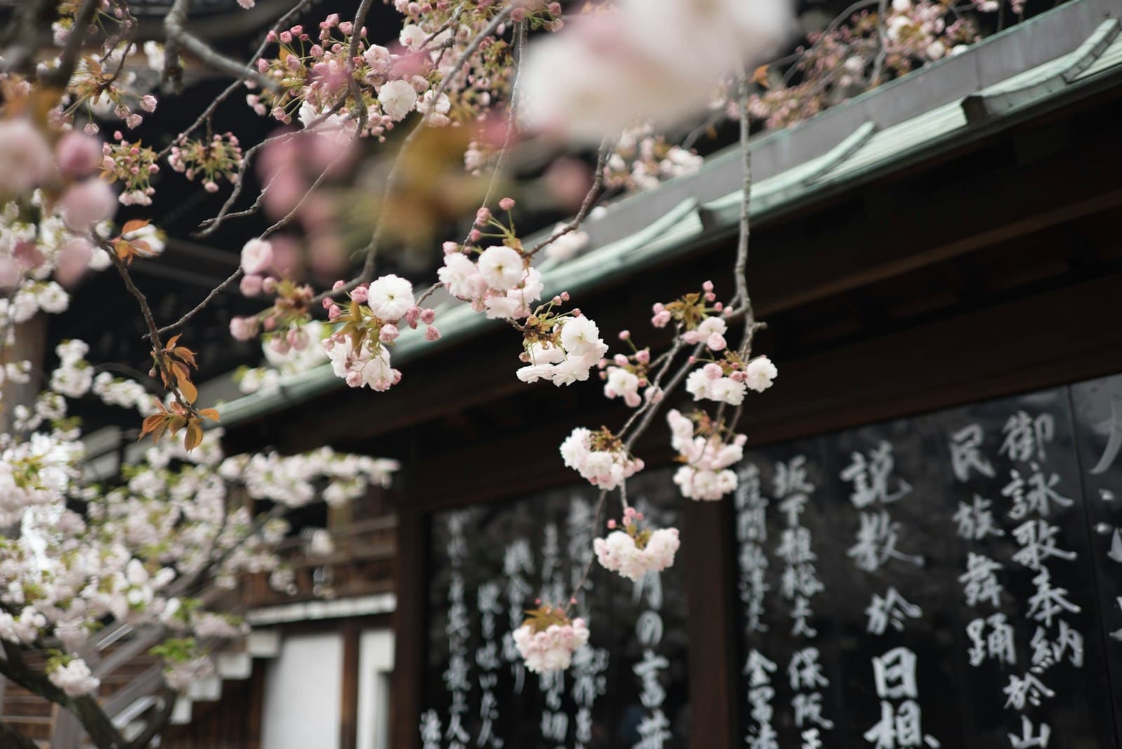 Pink and white flowering cherry blossoms (sakura) hanging from branches in front of a traditional Japanese building with dark wooden structure and ornamental roof tilework. - Photo by Galen Crout on Unsplash