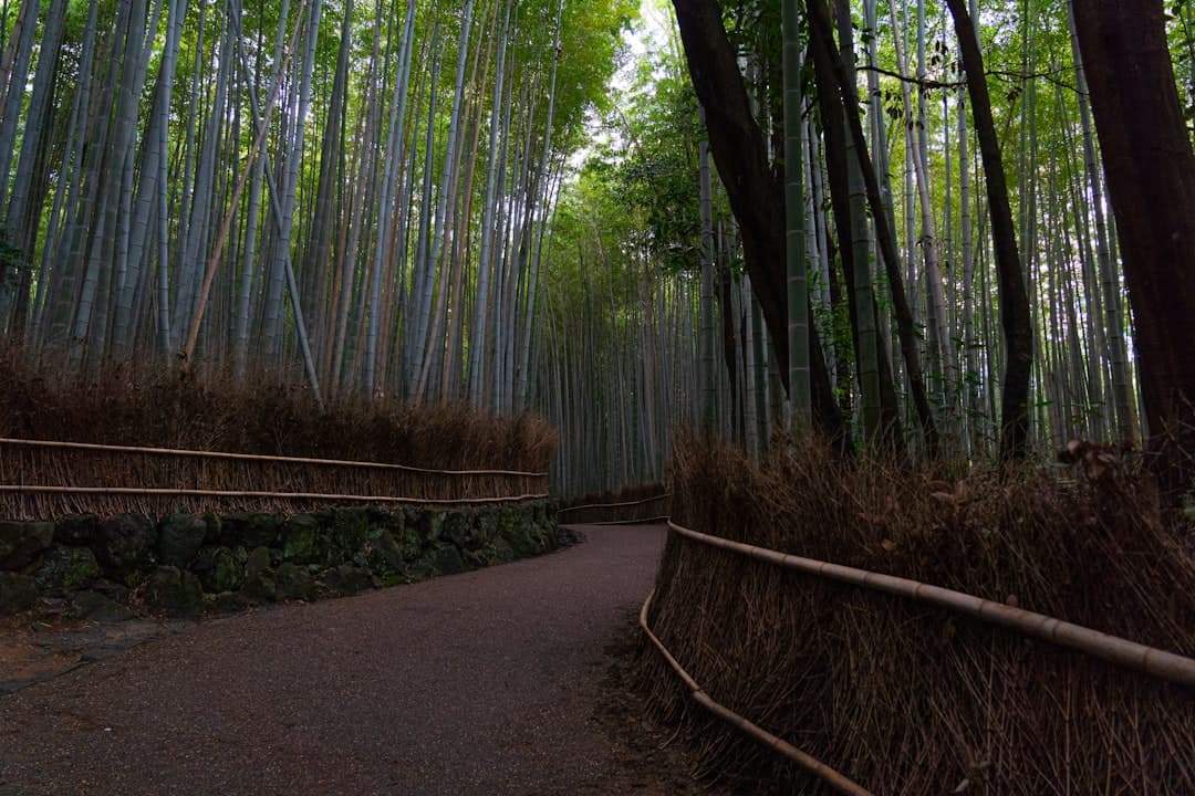 Kyoto travel - Photo by Fynn Geerdsen on Unsplash