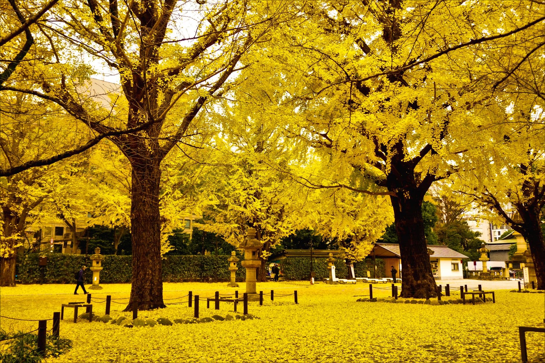 A serene park or temple ground canopied by brilliantly golden ginkgo trees in full autumn foliage, with traditional Japanese stone lanterns, benches, and manicured hedges visible among the trees. - Photo by Maheshwaran Shanmugam on Pexels