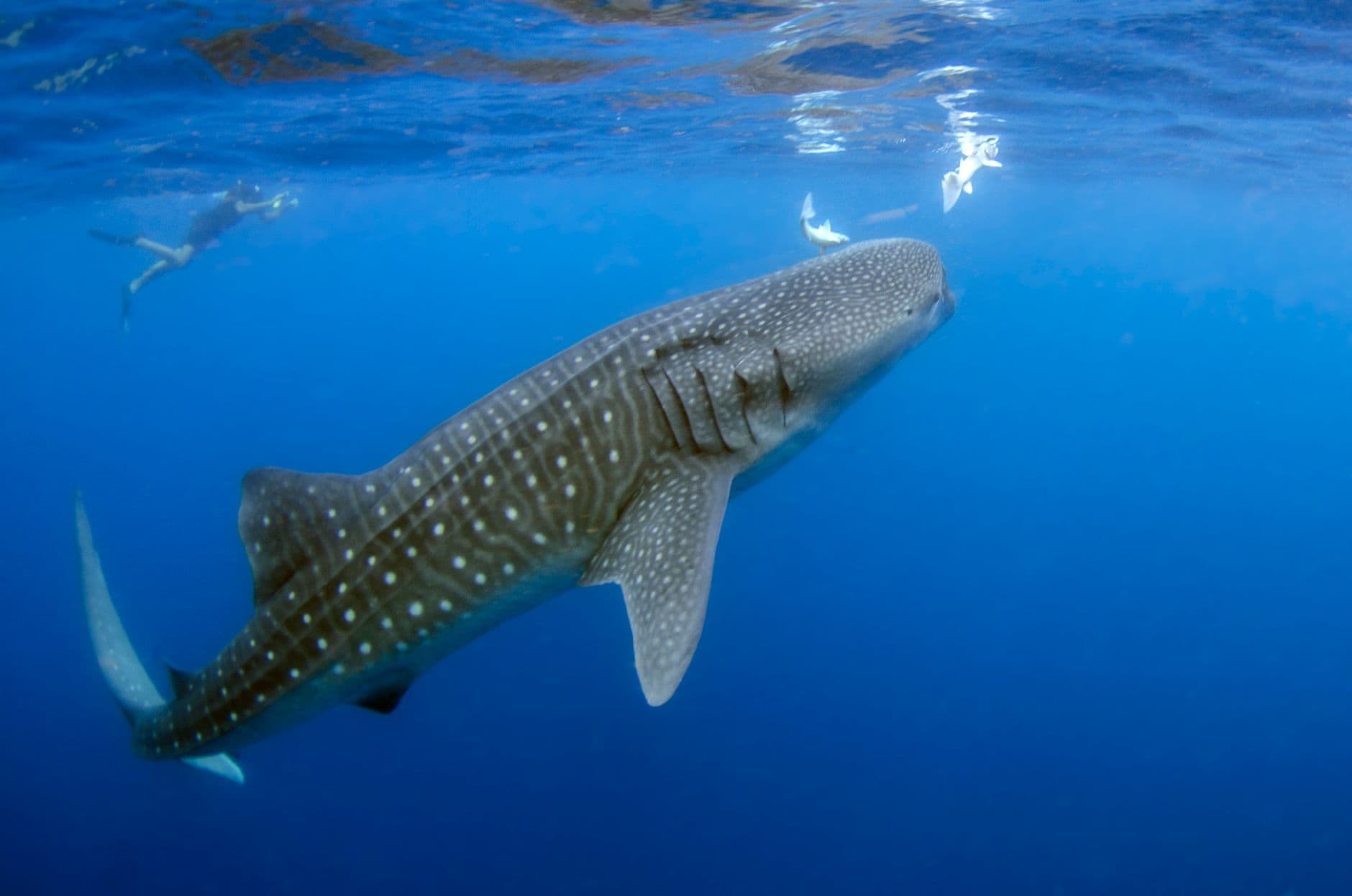 An underwater photograph of a whale shark swimming with snorkelers visible in the background, captured in clear blue ocean water. - Photo by Leonardo Lamas on Pexels