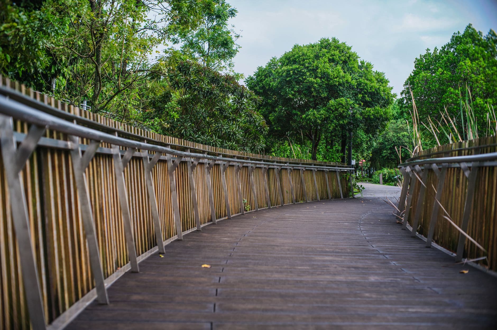 A wooden boardwalk with metal railings winds through dense tropical forest canopy, typical of Singapore's nature reserves or nature parks. - Photo by Calvin Seng on Pexels