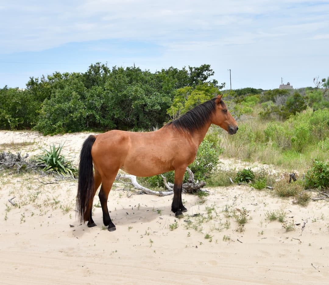 A brown horse with black mane and tail stands on sandy beach terrain with maritime vegetation and distant tree line visible. - Photo by Cindie Hansen on Unsplash