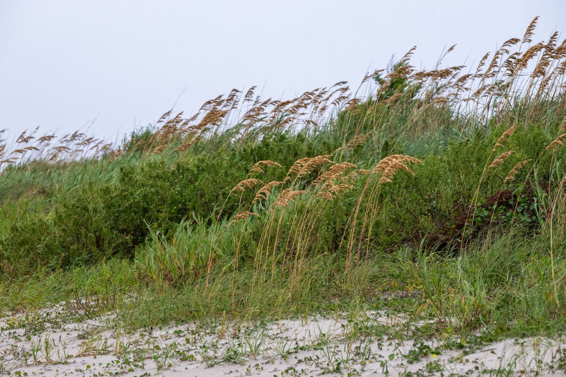 Beach dunes covered with sea oats and salt marsh grasses on sandy substrate, showing typical mid-Atlantic coastal dune vegetation in various stages of maturity. - Photo by A G on Pexels