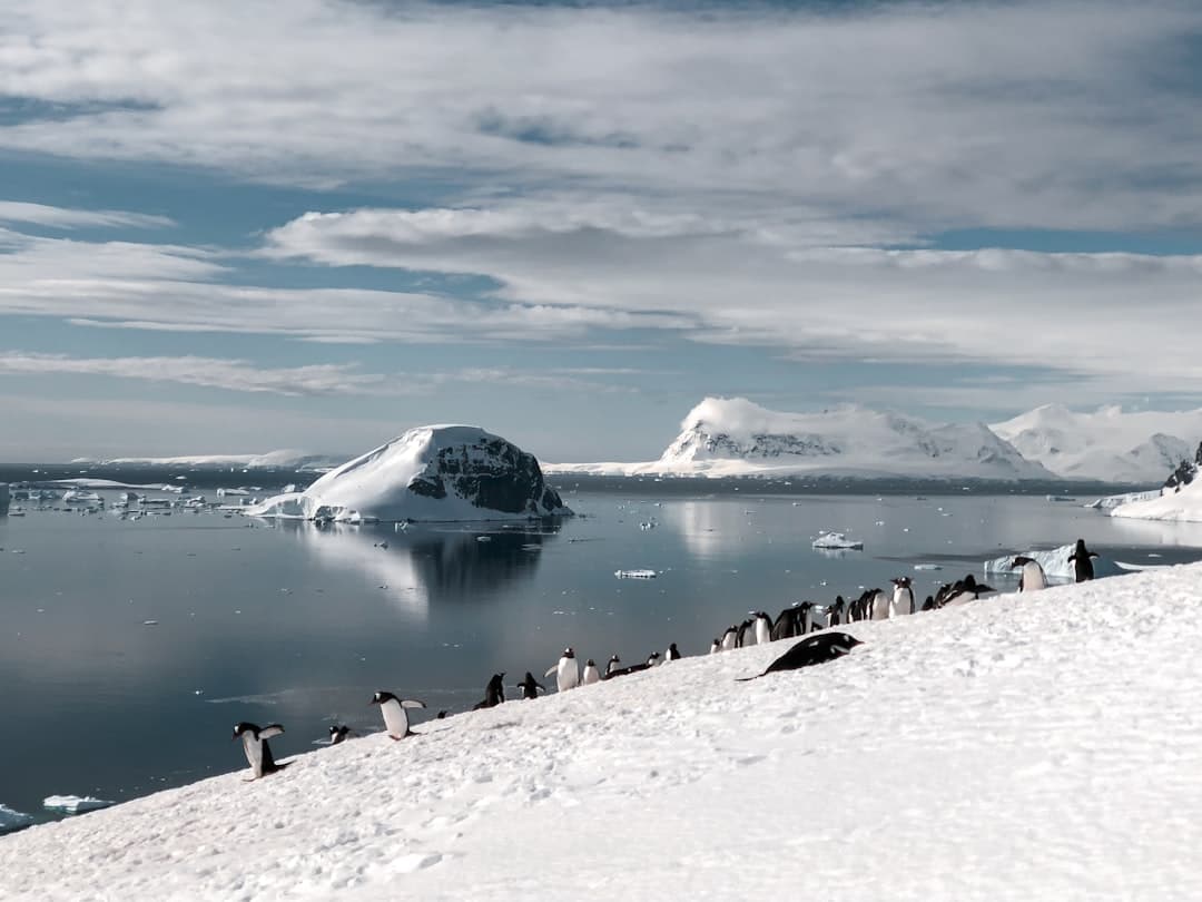 A group of chinstrap penguins on a snowy slope overlooks a cove filled with icebergs and brash ice, with snow-capped peaks visible across the water under partly cloudy skies. - Photo by Deanna Wong on Unsplash