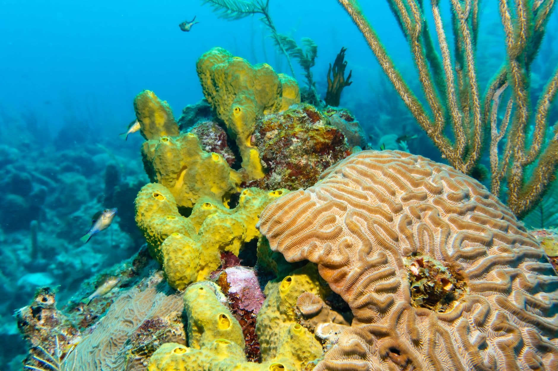 Underwater photograph of a vibrant Caribbean coral reef featuring yellow tube sponges, brain coral, sea fans, and various small fish in clear blue water. - Photo by Benjamin Young on Pexels