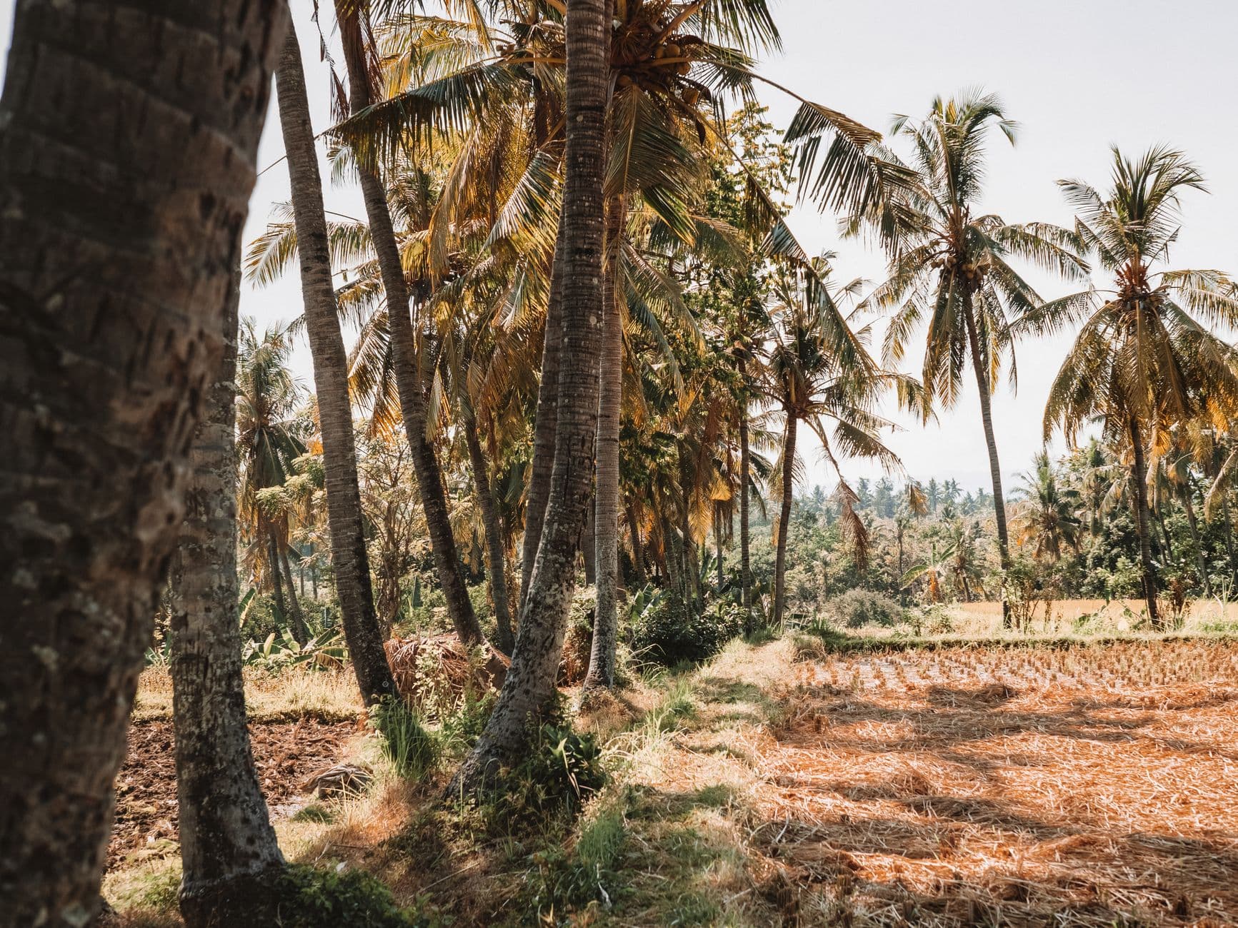 A rural Southeast Asian agricultural landscape with coconut palms, laterite soil fields, and forested hillsides in the background under overcast sky. - Photo by Oliver Schmid on Pexels