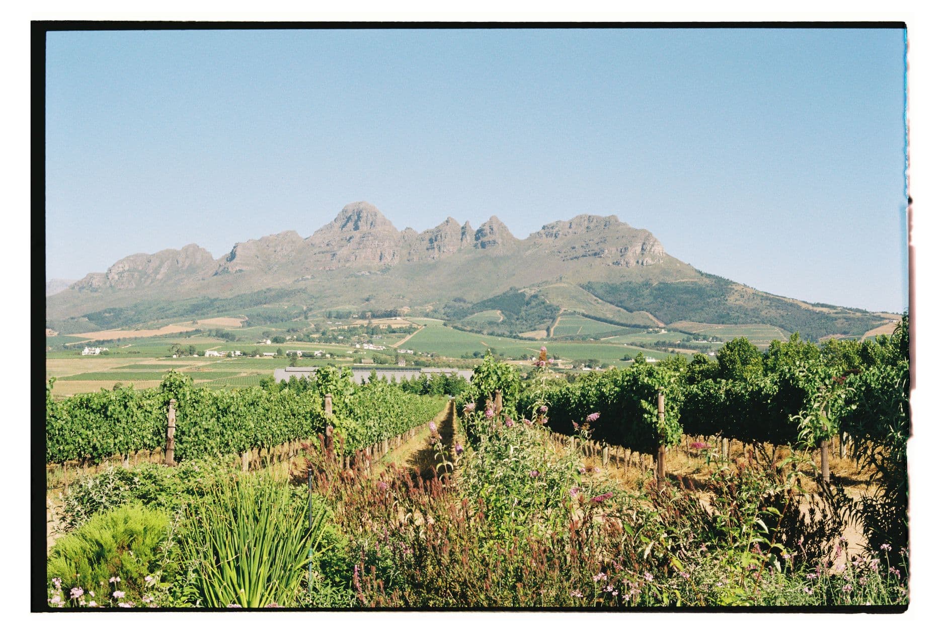 Rows of grapevines in the foreground stretch toward a mountain range, with pastoral farmland and scattered homesteads visible in the middle distance beneath a clear sky. - Photo by Konke Kubheka on Pexels