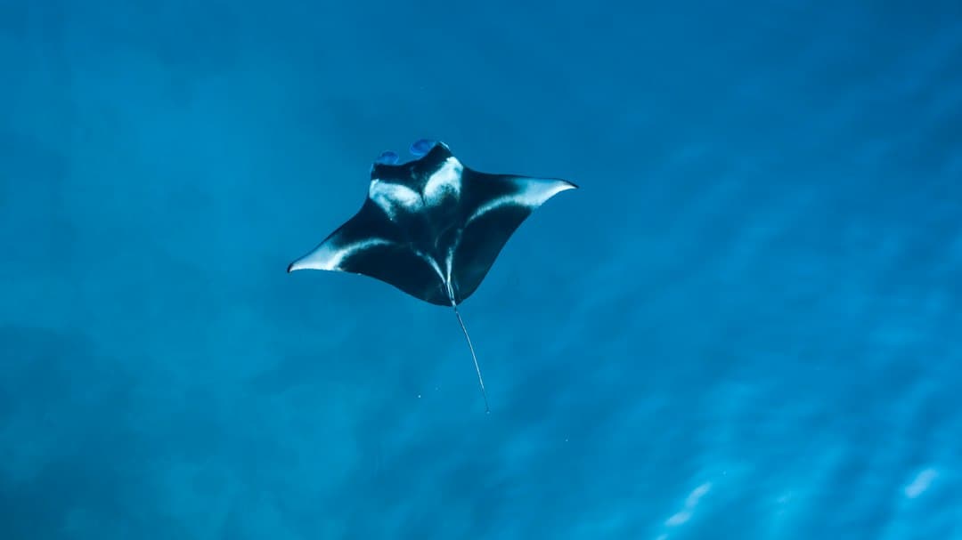 A manta ray photographed underwater in clear tropical blue water, viewed from above as it swims away from the camera. - Photo by Ishan @seefromthesky on Unsplash