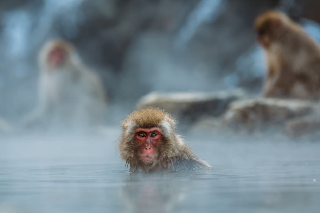 Japanese macaques (snow monkeys) bathing in a steaming hot spring surrounded by snow and other monkeys. - Photo by Steven Diaz on Unsplash