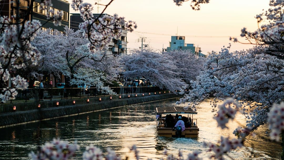 A scenic canal lined with blooming cherry blossom trees during spring, with a traditional wooden tour boat carrying passengers, illuminated paper lanterns on the promenade, and modern buildings visible beyond. - Photo by Kristin Wilson on Unsplash