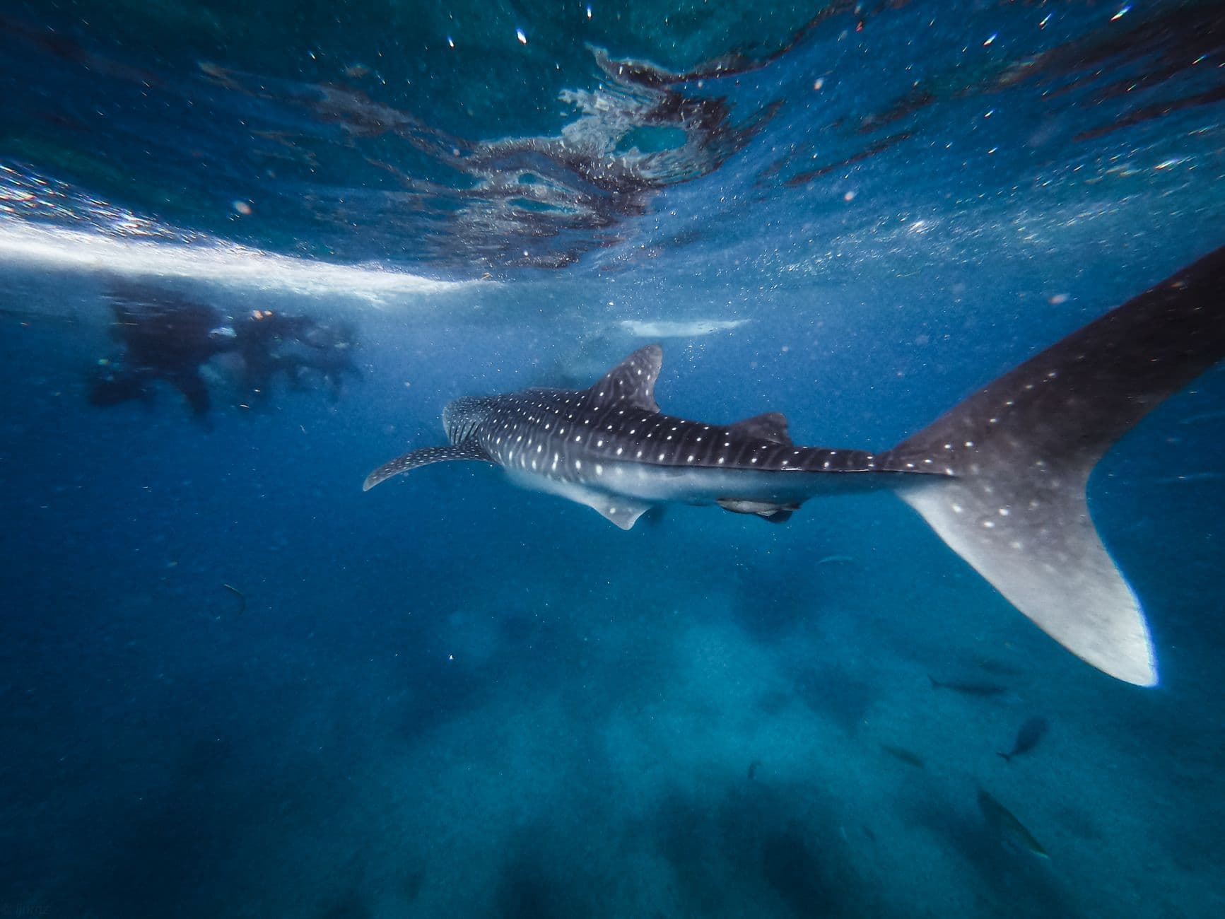 An underwater photograph of a whale shark swimming near the surface with scuba divers visible in the background, taken in clear tropical ocean water. - Photo by Elgin Renz Rocili on Pexels