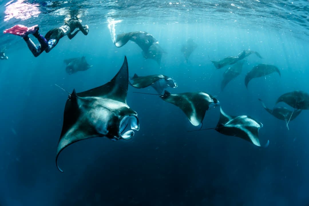 Snorkelers observe a large school of manta rays in clear tropical ocean waters, with multiple rays visible at various depths. - Photo by Sebastian Pena Lambarri on Unsplash