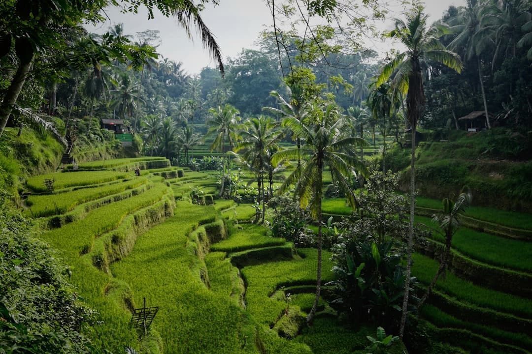 Lush green terraced rice paddies with coconut palms and tropical vegetation in a mountainous tropical setting, typical of Bali's rice-growing regions. - Photo by Niklas Weiss on Unsplash