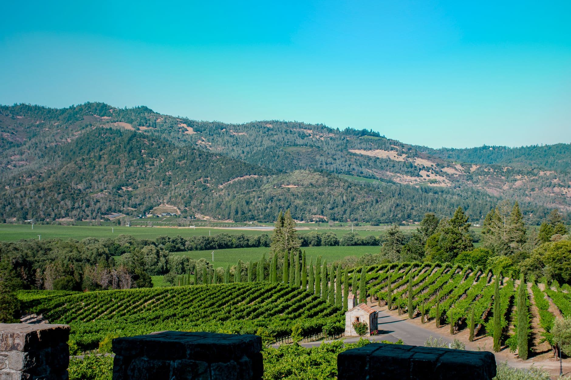 A expansive vineyard with Italian cypress windbreaks and a winery building nestled in rolling hills with forested mountains in the background, typical of premium wine estates in Napa Valley. - Photo by Gabriel Tovar on Pexels