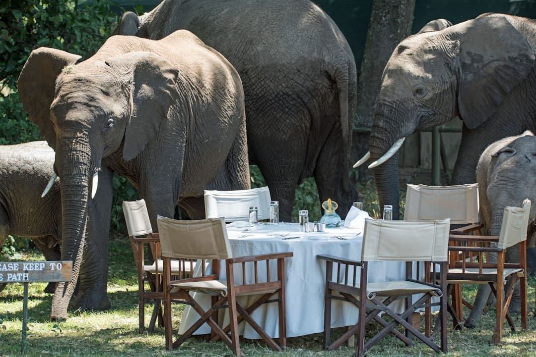 A formal dining table set up in an open savanna setting with African elephants walking past, illustrating luxury safari dining at a wildlife conservancy. - Photo by David Clode on Unsplash