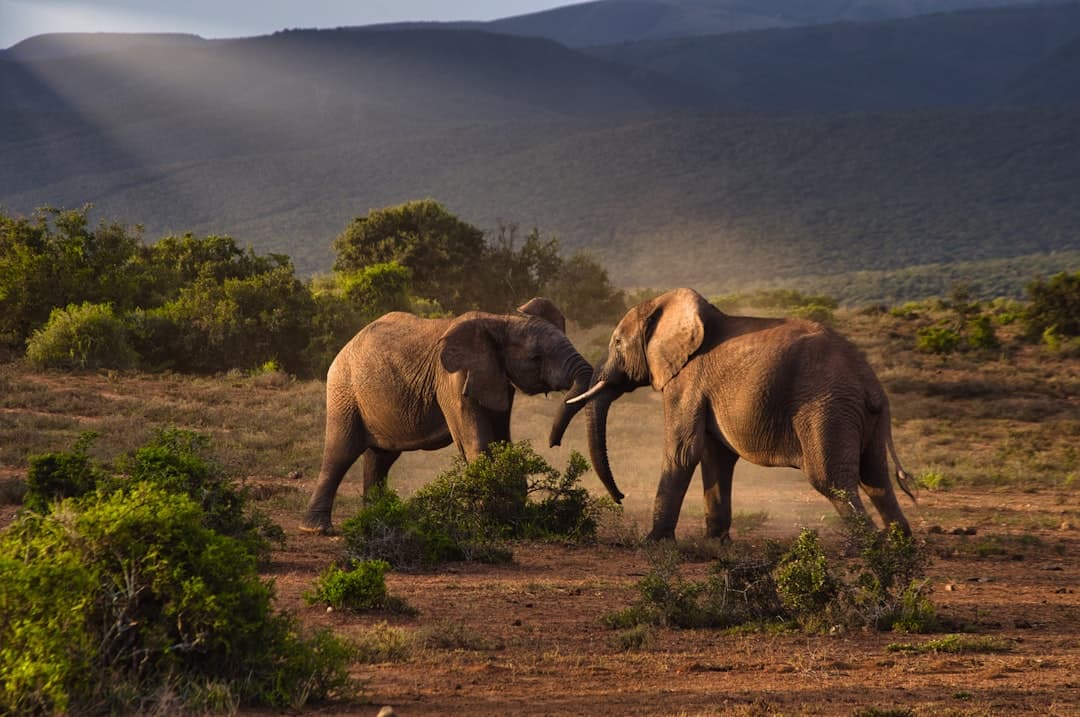 Two African elephants interact on red earth in a semi-arid savanna landscape with scattered acacia bushes and rocky hills in the background, golden morning light illuminating the scene. - Photo by Patrick Baum on Unsplash
