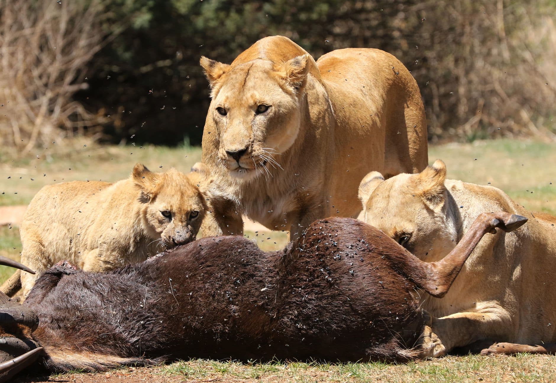 A lioness pride of four lions feeding on a dark-colored ungulate kill in dry savanna grassland with sparse vegetation and bare branches visible in the background. - Photo by Derek Keats on Pexels