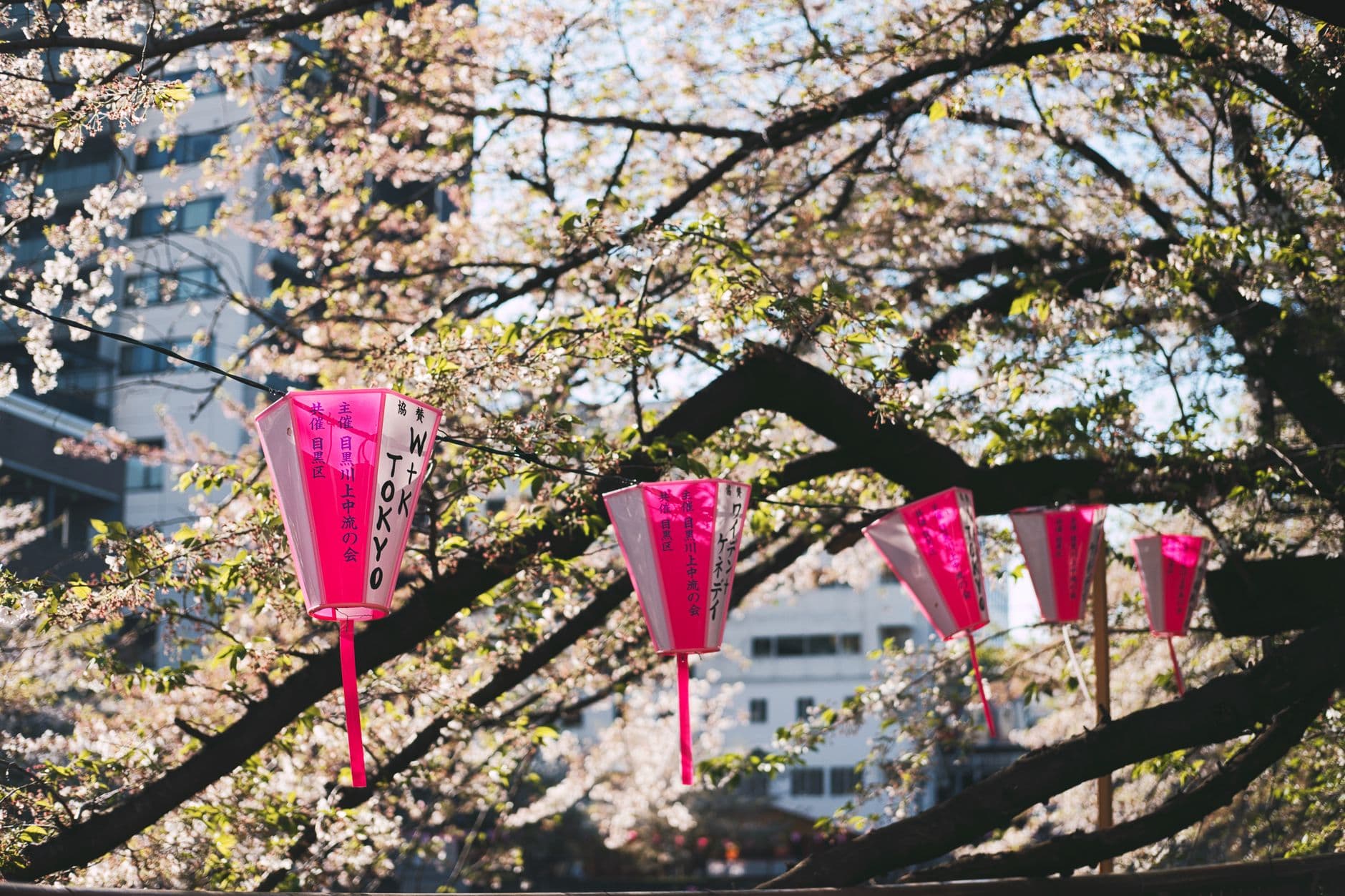Red paper lanterns with Japanese characters hang from blooming cherry blossom trees beneath a pergola, with modern Japanese residential buildings visible in the background. - Photo by Evgeny Tchebotarev on Pexels