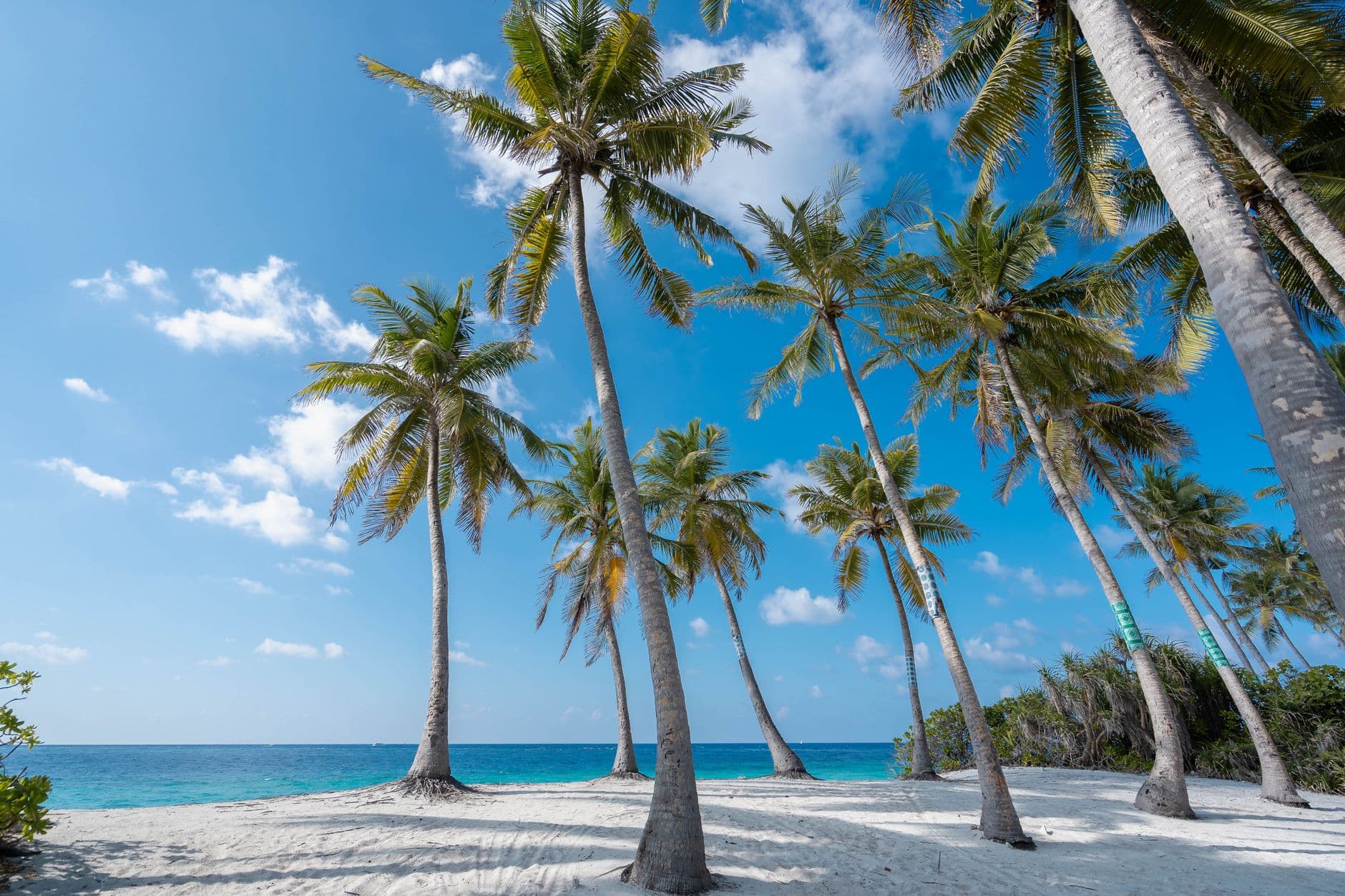 A pristine tropical beach scene with tall coconut palms on white sand facing clear turquoise waters under a bright blue sky. - Photo by Asad Photo Maldives on Pexels