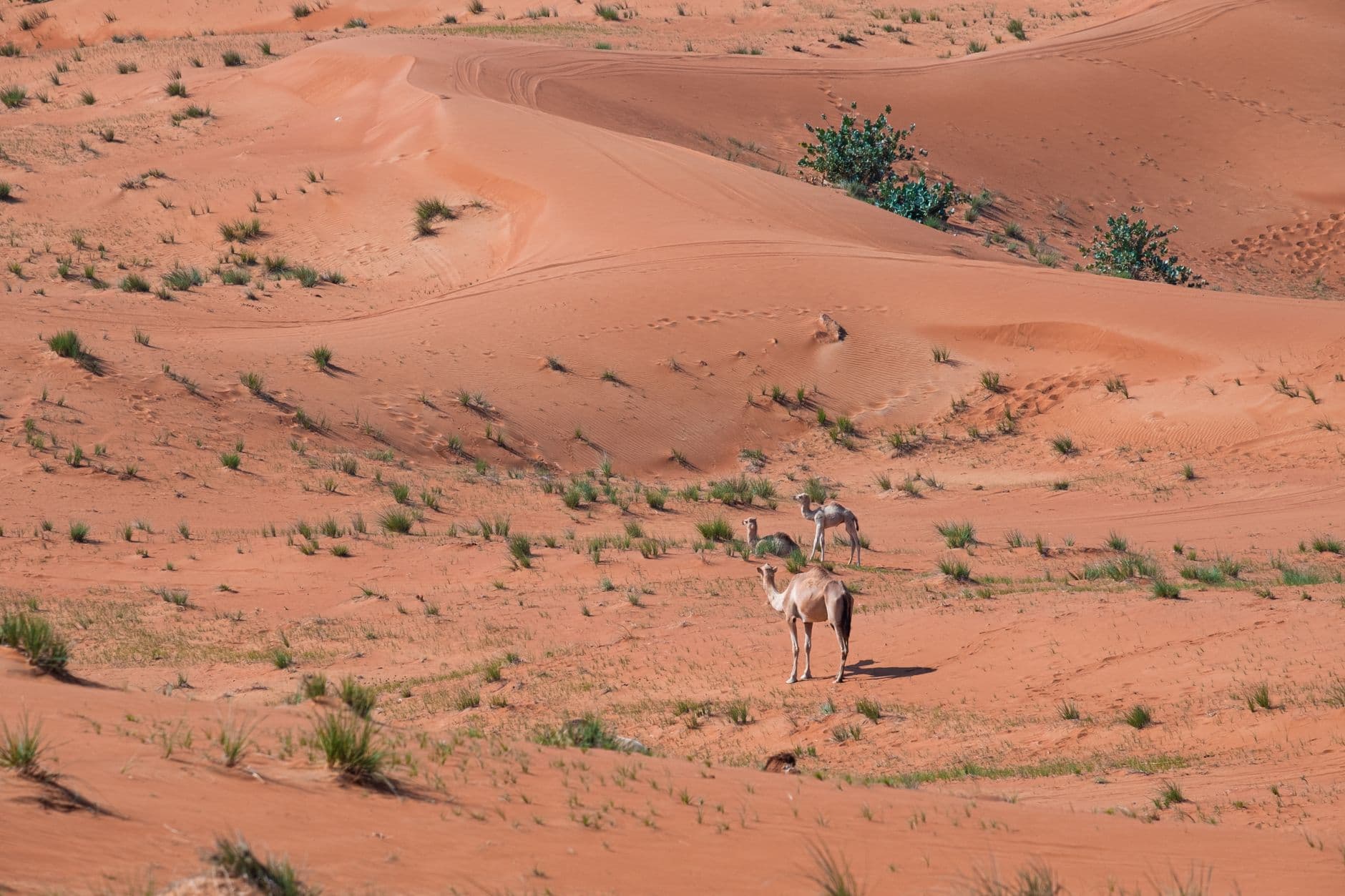 Dromedary camels grazing on red sand dunes in a Saharan desert landscape with sparse vegetation and wind-carved dune formations. - Photo by Mo Eid on Pexels