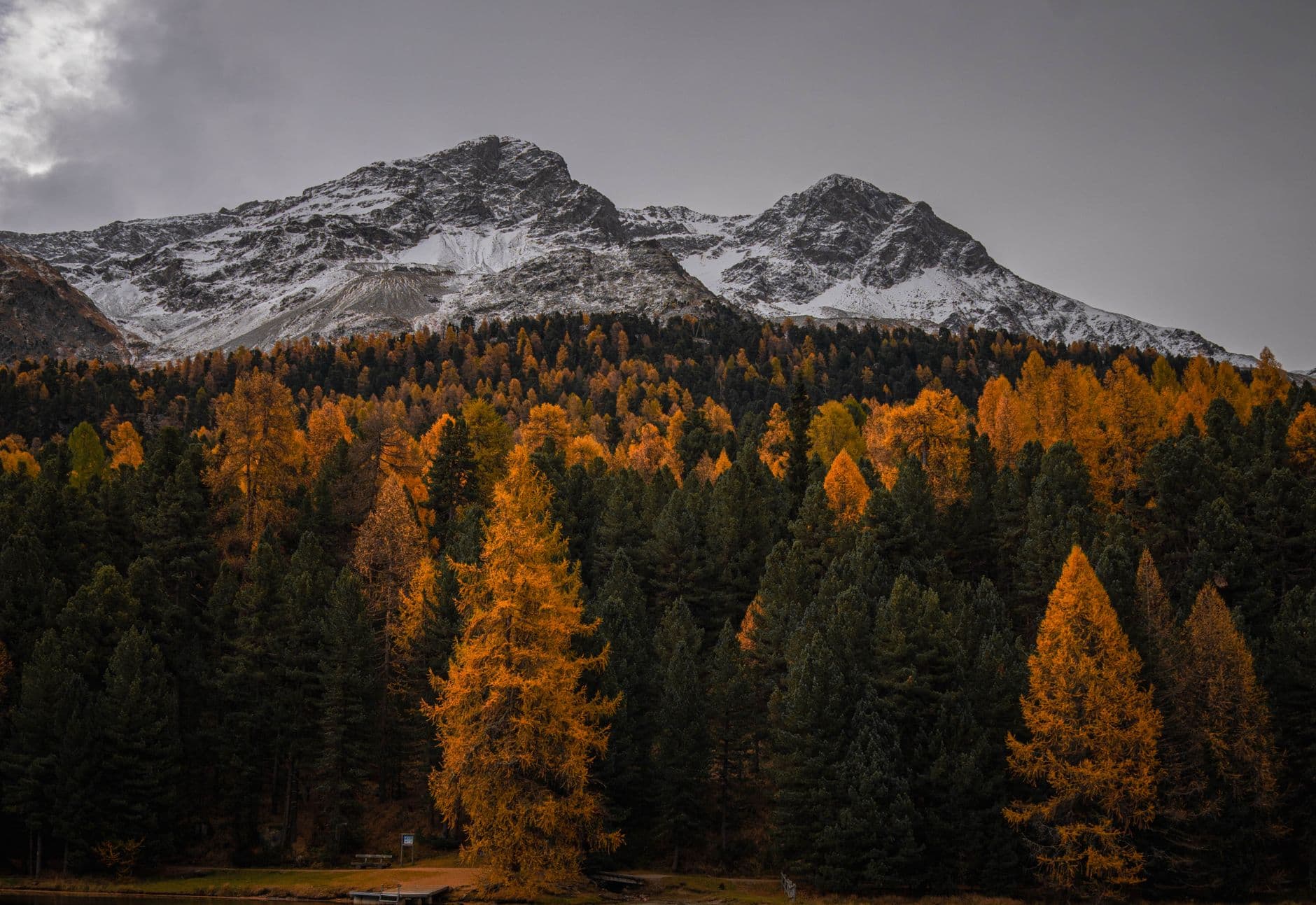 Alpine peaks with early snow above a mixed conifer and larch forest in golden autumn, showing the distinctive seasonal transition in the Swiss Alps. - Photo by Oskar Gross on Pexels