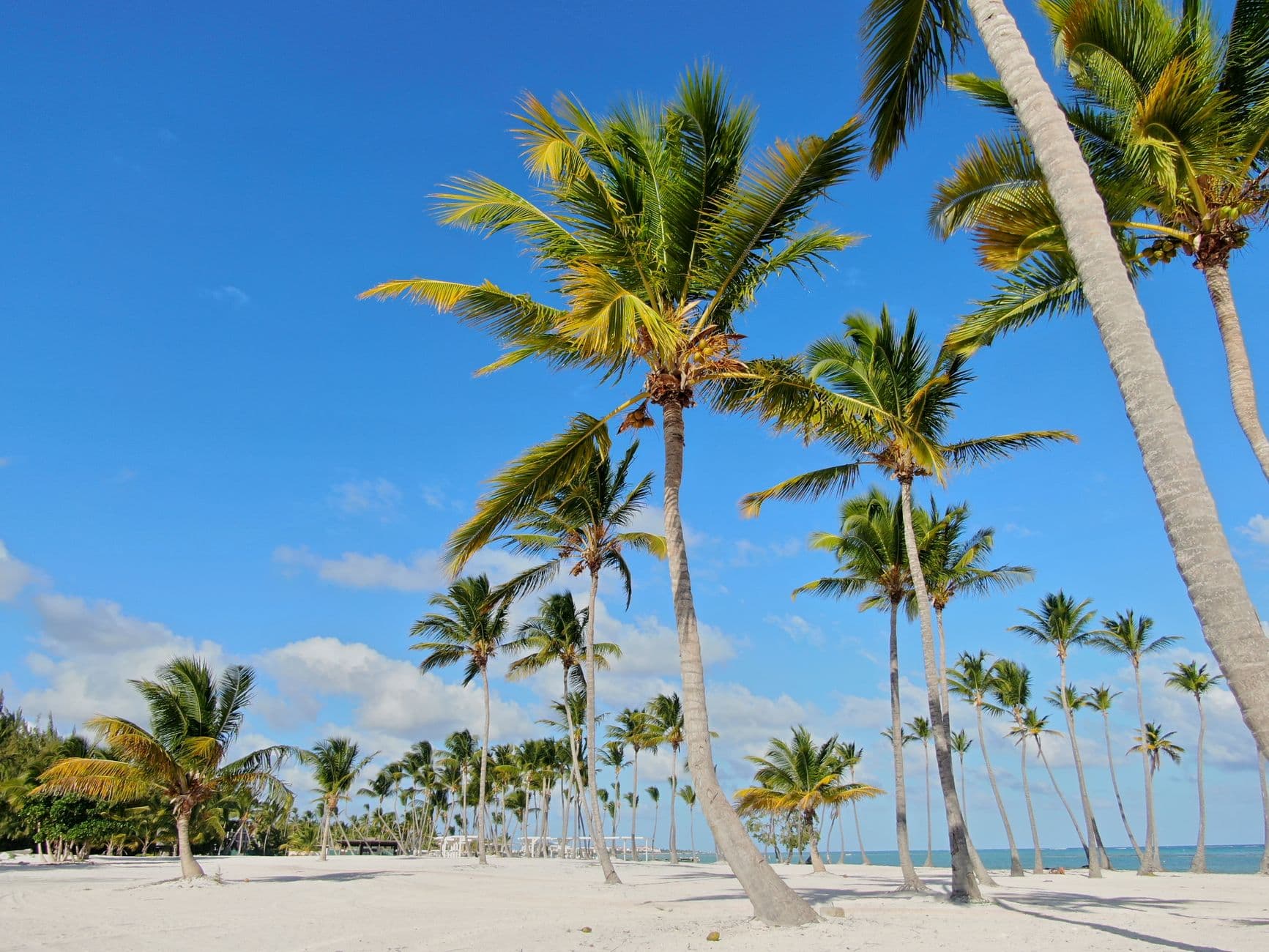 A serene tropical beach lined with tall coconut palms on white sand, with calm Caribbean waters and blue sky in the background. - Photo by Gopinath Mohanta on Pexels